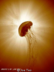 Jellyfish & Sun Ray. Taken in Redang, with Canon Ixus750 by Joe Teo 